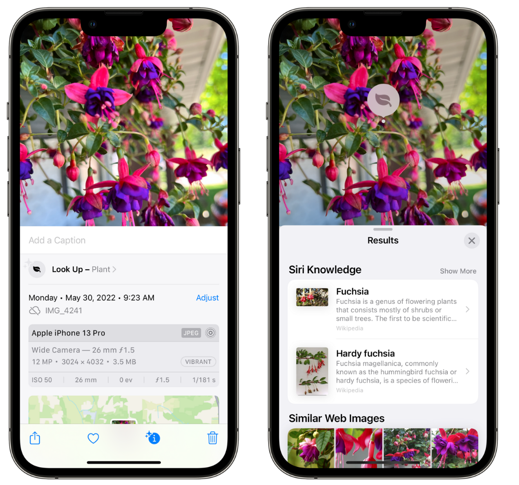 岭东苹果手机维修分享小技巧：使用 iPhone 相机识别花卉植物 